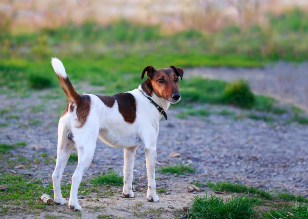 #40. Smooth fox terrier (tie)